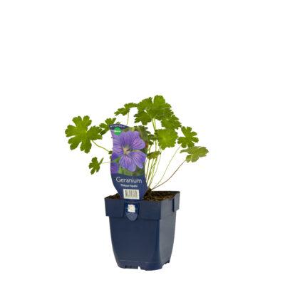 geranium ‘philippe vapelle’