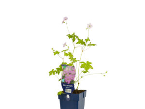 geranium versicolor