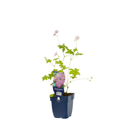 geranium versicolor