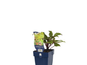 helleborus sternii