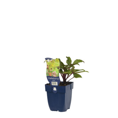 helleborus sternii