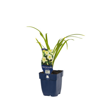 hemerocallis ‘arctic snow’
