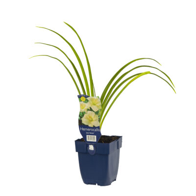 hemerocallis ‘joan senior’