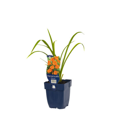 hemerocallis ‘mauna loa’