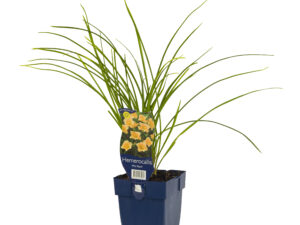 hemerocallis 'mini pearl'