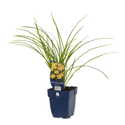 hemerocallis ‘mini pearl’