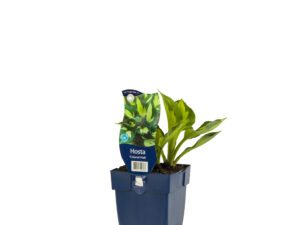 hosta 'colored hulk'