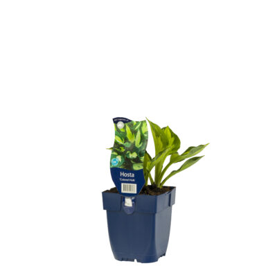 hosta ‘colored hulk’