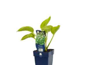 hosta 'royal standard'
