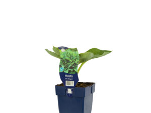 hosta sieb. 'elegans'