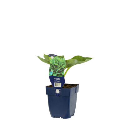 hosta sieb. ‘elegans’