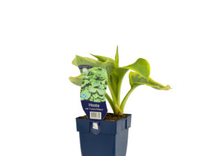 hosta sieb. 'frances williams'