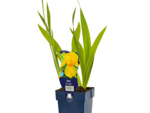 iris (g) 'lent a. williamson'