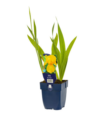 iris (g) ‘lent a. williamson’