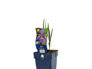 iris sib. 'blue king'