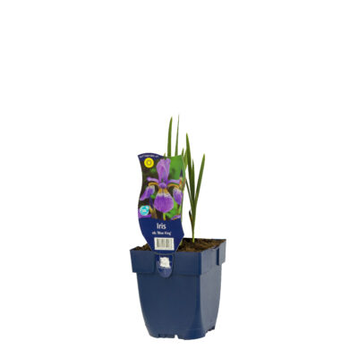 iris sib. ‘blue king’