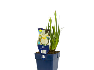 iris sib. 'snow queen'