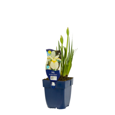 iris sib. ‘snow queen’