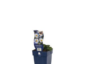kalimeris incisa 'nana blue'