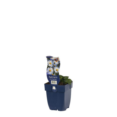 kalimeris incisa ‘nana blue’