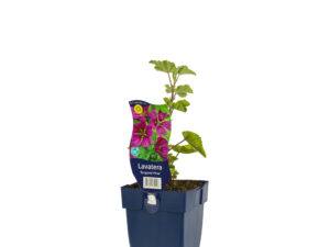 lavatera 'burgundy wine'