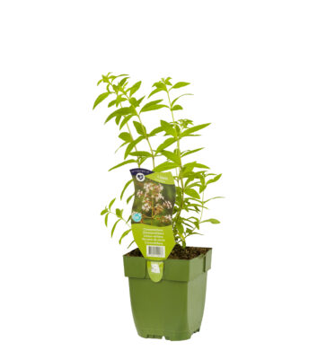 lippia citriodora