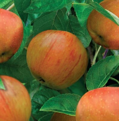 malus domestica james grieve patio p22