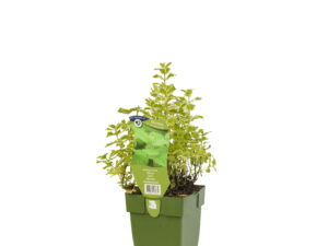 mentha rot. 'pineapple mint'