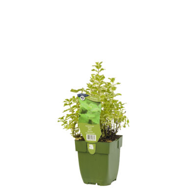 mentha pip. ‘mandarin’