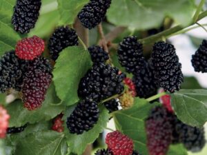 morus rotundiloba mojo berry