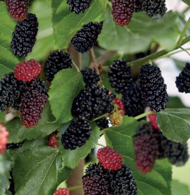 morus rotundiloba mojo berry p18