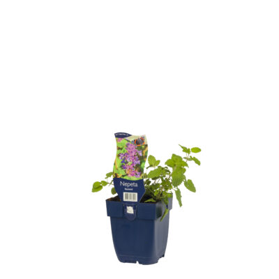 nepeta faassenii