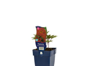 paeonia (ld) 'karl rosenfield'