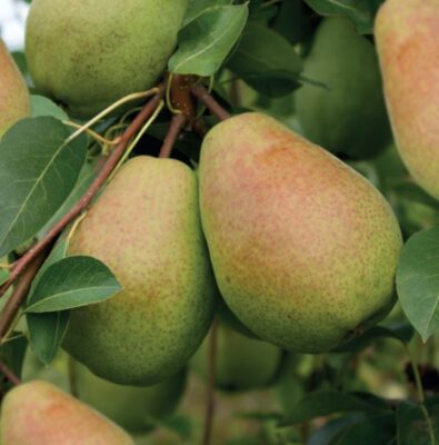 pyrus bonne louise davranches p22