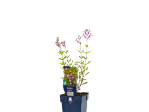 salvia greggii 'joy'