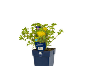 sedum kamt. 'immergrün'