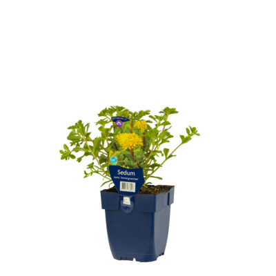sedum kamt. ‘immergrün’