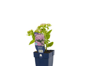 sedum spectabile 'brillant'