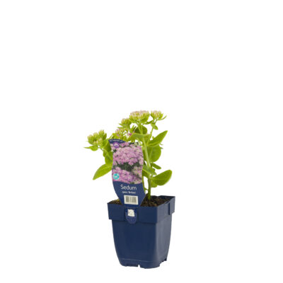 sedum spectabile ‘brillant’