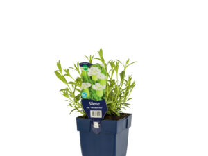 silene mar. 'weisskehlchen'