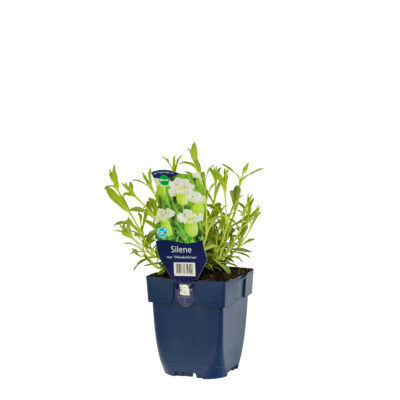 silene mar. ‘weisskehlchen’