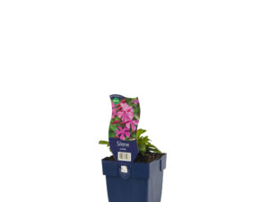 silene schafta