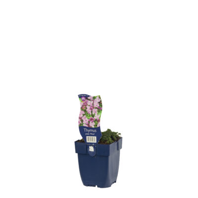 thymus praecox ‘minor’