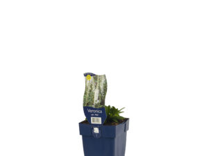 veronica spic. 'alba'