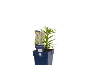 veronicastrum virg. 'lavendelturm'
