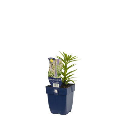 veronicastrum virg. ‘lavendelturm’