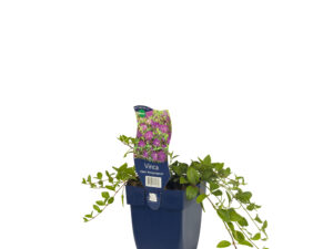 vinca minor 'atropurpurea'