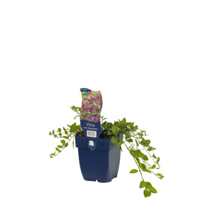 vinca minor ‘atropurpurea’