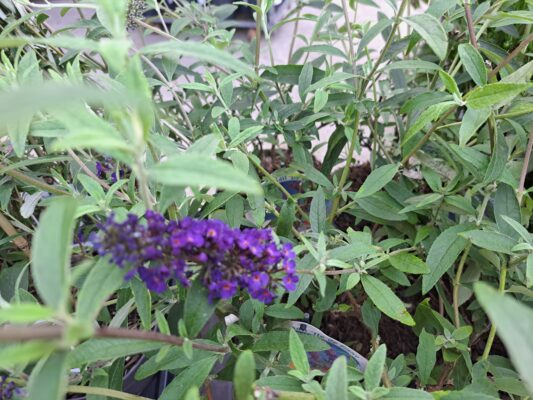 buddleja dav ile de france
