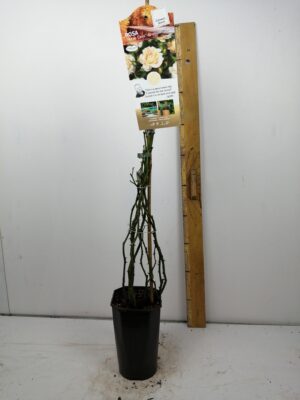 rosa ‘pas de deux'(tm) courtyard®